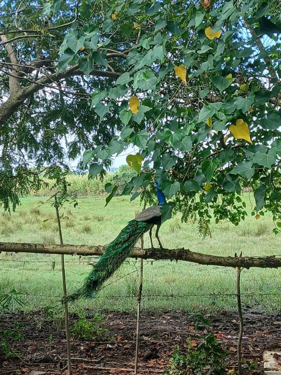 Lagoon Birds - Tangalle Hotel Ngoại thất bức ảnh